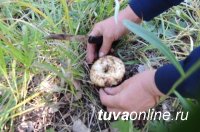 В Туве на станции "Тайга" продолжаются поиски трех грибников