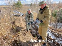 В Туве впервые провели компенсационное лесовосстановление - на 31 га посажены 124000 сосны