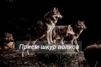 В Туве принимают шкуры волка за 7 тысяч рублей