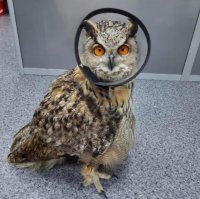 В ветеринарной клинике Кызыла прооперировали дикую сову