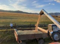 Несмотря на пандемию, Тува перевыполнила план экспорта сельхозпродукции в Монголию в три раза