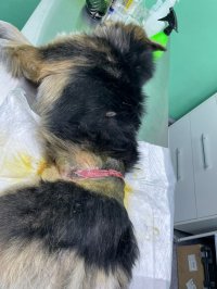В Кызыле зоозащитники помогли вызволить из петли-ловушки живодеров бездомного пса