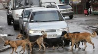 Глава Тувы провел совещание по проблеме бездомных собак