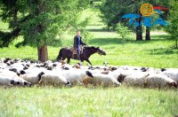 В Туве больше овец, чем в Хакасии и Красноярском крае вместе взятых