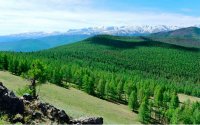 Резервные леса РФ накопили более 3 млрд тонн неучтенного углерода