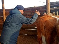 Студенты-ветеринары Тувгосуниверситета помогают вакцинировать скот от ящура
