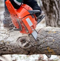  Житель Тувы за незаконную рубку деревьев проведет 400 часов на обязательных работах