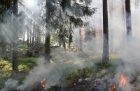 Тува в числе регионов с наибольшей площадью лесных пожаров на сегодня