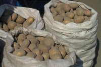 В Туве начали раздавать семена "Народного картофеля"