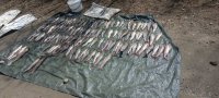 В Туве задержали местных жителей за ловлю «краснокнижной» рыбы и установку запрещенных петель на кабаргу