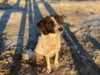  Мэрия Кызыла выплатит зоозащитникам 2,6 млн рублей для отлова бездомных собак в столице Тувы