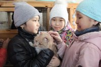 По регионам Сибири меньше всех кошек заводят жители Тувы