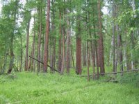 Рослесхоз вернул в госсобственность незаконно изъятый участок леса  в Тоджинском районе Тувы