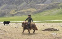 Проведите выходные в Монгун-Тайге - на празднике яководов Тувы