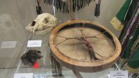 Скифское золото, шаманские бубны и настоящую юрту привезли в новосибирский музей из Тувы