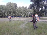 Кызылчанам напоминают об обязанности уничтожать дикорастущую коноплю на своих участках