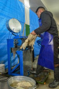 В Туве по соцконтракту можно открыть производство по выделке шкур домашних и диких животных