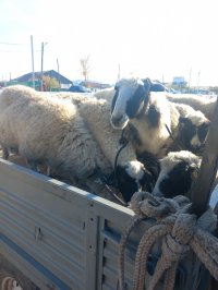 В муниципалитетах Тувы начали передачу овец семьям мобилизованных граждан