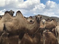 Сенатор Дина Оюн поздравила сельхозработников Тувы с профессиональным праздником и подняла вопрос развития верблюдоводства