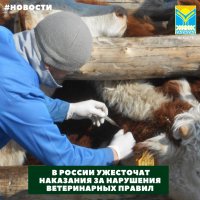 В России ужесточат наказания за нарушения ветеринарных правил