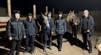 Инспекторы УГИБДД Тувы отметили крупный скот в Шагонаре световозвращающими элементами