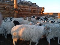 Бурятия приобретет 250 голов баранов-производителей тувинской короткожирнохвостой породы
