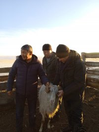 Бурятия приобретет 250 голов баранов-производителей тувинской короткожирнохвостой породы