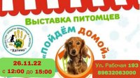 В Кызыле завтра состоится выставка-раздача бездомных кошек и собак