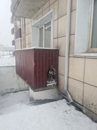 Житель Кызыла устроил конуру для собаки на балконе многоквартирника