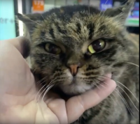 В Кызыле зоозащитники спасли кошку, которую живодеры выбросили в наглухо закрытой коробке в мусорный бак