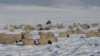 Дорожники Тувы помогут расчистить занесенные снегом дороги к отдаленным чабанским стоянкам