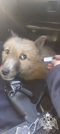 Росгвардейцы в Кызыле нашли потерявшуюся собаку и вернули хозяевам
