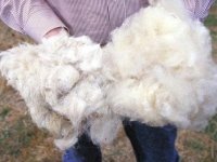 "Сергеихинский текстиль" начинает приём шерсти у местных фермерских хозяйств