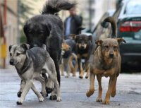 В Кызыле началась акция по бесплатной стерилизации собак