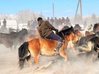 В Эрзинском кожууне Тувы проведены состязания по заарканиванию и объездке необъезженных лошадей