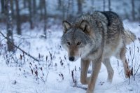 В Туве объявлен месячник по усиленной борьбе с волками