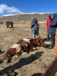 Минсельхозпрод Тувы устанавливает причину гибели племенных коров фермеров Кызылского района