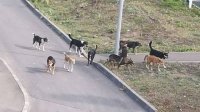 В Кызылском районе Тувы ставят на учет дворовых собак