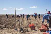 Мэрия Кызыла сообщила о поступлении "народного картофеля" на раздачу малообеспеченным семьям