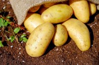 В Кызыле начали раздачу картофеля и борщевого набора в рамках губернаторского проекта «Народный картофель»