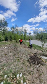 «Серебряные волонтеры» посадили хвойные саженцы в Национальном парке Тувы