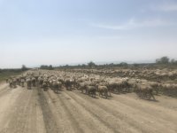 Тувинский сенатор Дина Оюн познакомилась с овцеводческим хозяйством в Дагестане
