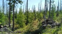 Центр защиты леса Тувы мониторит состояние молодняка, высаженного в 2020-2021 годах