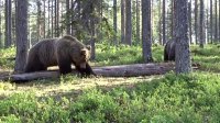 Мясо добытого в Тоджинском кожууне Тувы медведя оказалось заражено личинками трихинеллы