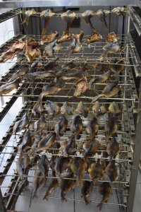 КО ДНЮ РЫБАКА. В Минсельхозе Тувы зарегистрированы 12 рыбодобывающих предприятий