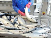 Тува в числе регионов Енисейской Сибири планирует пробные поставки рыбы и мяса в Китай