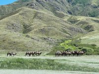 В Туву в рамках "Агростартапа" приехали верблюды из Калмыкии