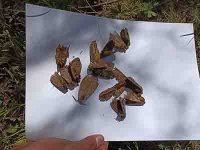 После вспышек сибирского шелкопряда в лесах Тувы в 2003-2005 годах численность вредителя остается стабильной