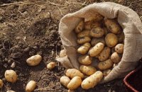 Жители Тувы могут бесплатно собрать картофель в селе Балгазын для себя и помочь участникам СВО