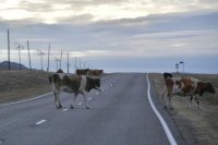 В Туве намерены ужесточить наказание за бесконтрольный выпас скота
